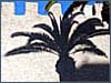 palm against city wall