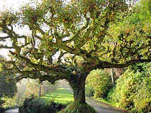 gnarly tree on country lane